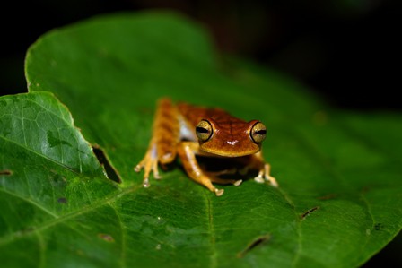Hypsiboans Tree Frog ~ Shiripuno Lodge ~ Amazon Herping Week