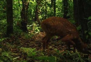 Red Brocket Deer ~ Shiripuno Lodge ~ Amazon Rainforest Mammals