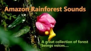 A great collection of hundreds of forest beings voices.