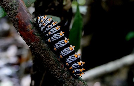 Shiripuno Lodge - Striking colors prevent it to be eaten, the importance of coloration in the creatures of the forest.