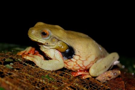 Trachycepahlus Tree Frog ~ Shiripuno Lodge ~ Amazon Herping Week