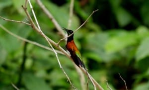 Shiripuno Lodge - Fiery Topaz is among the most beautiful hummingbirds from the Amazon Rainforest in Ecuador