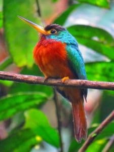 Shiripuno Lodge ~ Yellow-billed Jacamar located in the southern bank of the Napo River.