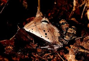 Shiripuno Lodge ~ The Amazon Horned Rain Frog, it's a ground-dweller amphibian using its camouflage waits for its prey to pass by, the sit-and-wait technique is used by many species of the Amazon Rainforest.
