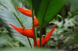 Heliconia is a Common Plants of the Amazon Rainforest
