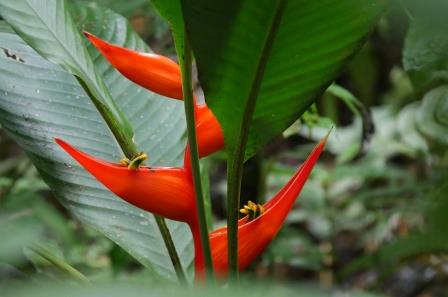 Easy Plants to Remember from the Amazon Rainforest of Ecuador
