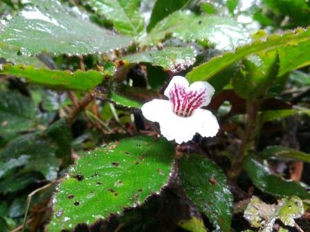 Common Plants of the Amazon Rainforest, Nautilocalyx Flower