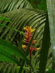 Common Plants of the Amazon Rainforest, Palicourea