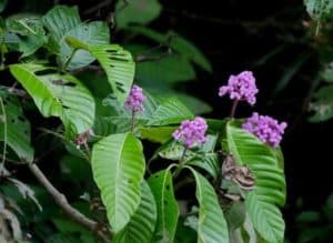 Common Plants of the Amazon Rainforest, Palicourea RUBIACEAE