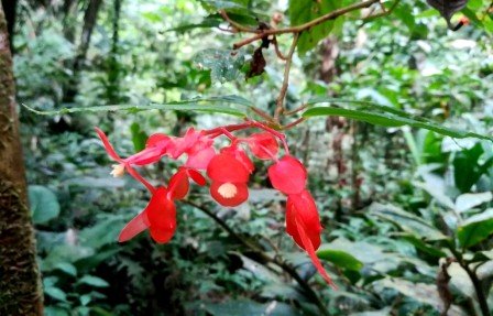 Wildflower of Common Plants of the Amazon Rainforest.