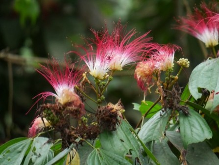 Common Plants of the Amazon Rainforest. Calliandra.