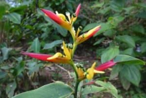 Wildflowers of Common Plants of the Amazon Rainforest, Heliconia