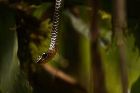 Chironius Whip Snake exploring for prey
