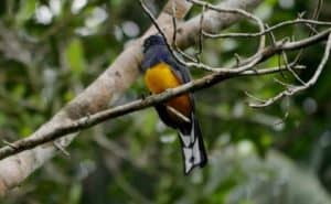 Green-backed Trogon. Lives at mid levels in the forest. Yasuni Biosphere Reserve.