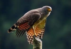 Roadside Hawk found at any direction around Coca. Yasuni Biosphere Reserve.