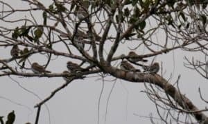 Sand/colored Nighthawk resting on branches. Taracoa Lake. Orellana Province
