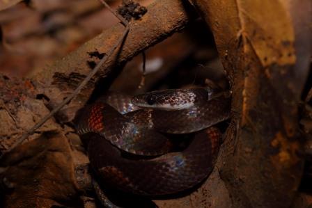 Calico is ground-dwelling snake, found in the flooded forest of the Yasuni Biosphere Reserve.