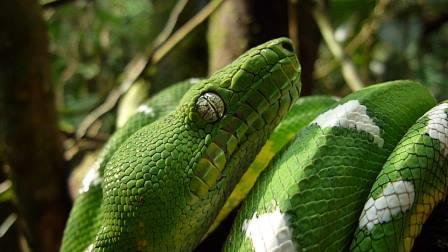 Emerald Tree Boa lives in the canopy, although it can come to lower vegetation. Active at night. Yasuni Biosphere Reserve.