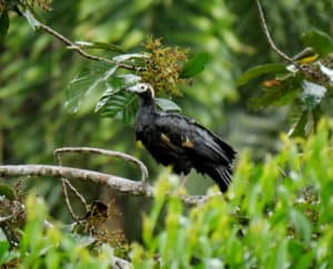 Blue-throated Piping Guan is the most hunted species for the taste of its meat.