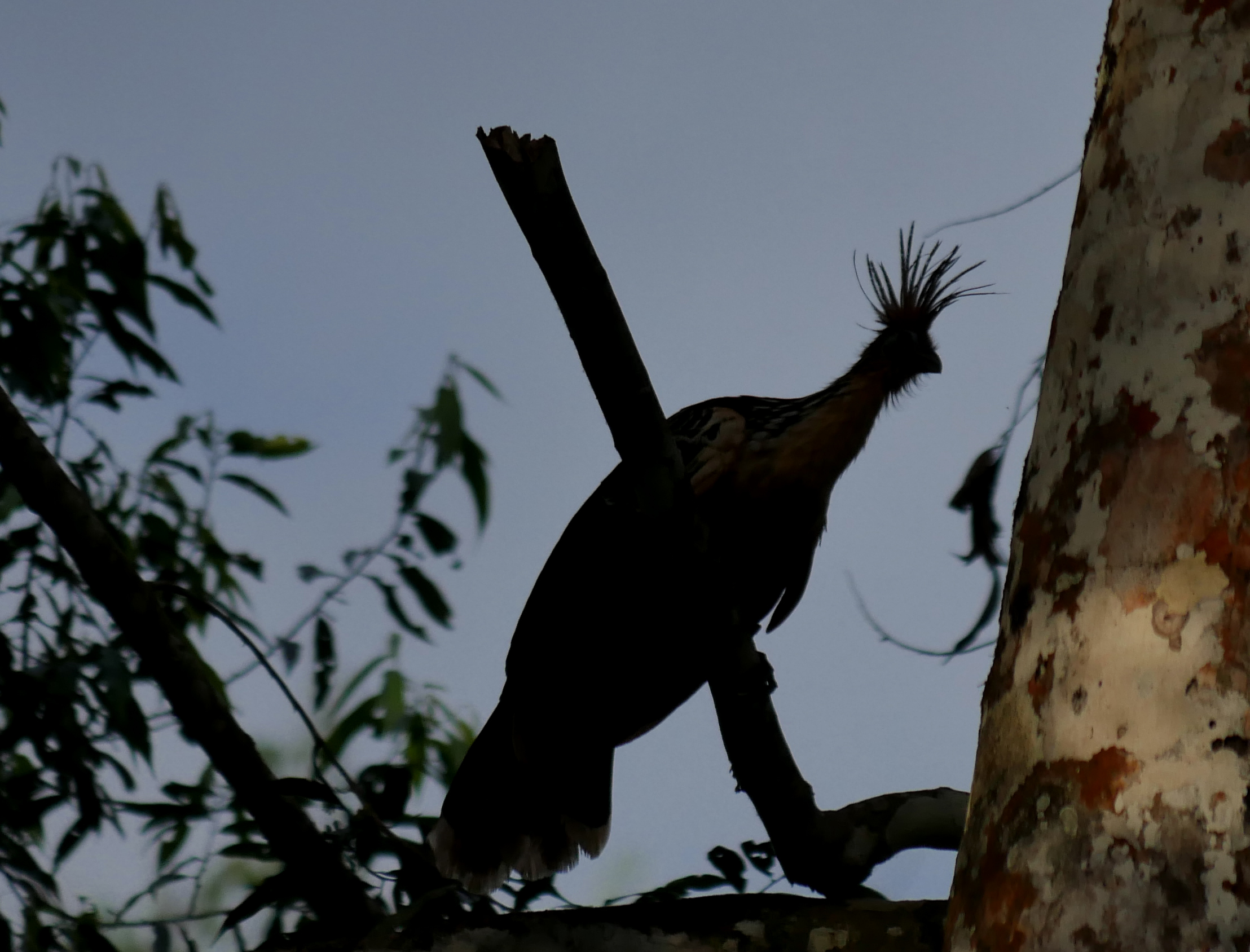 Hoatzin is a bizarre bird, eats leaves, social brooders, ancient bird group.