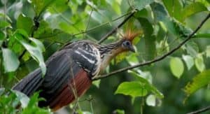 Hoatzin is the most bizarre bird in the Amazon Rainforest. Yasuni Biosphere Reserve.