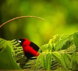 Maksed Crimson Tanager easy recognized when you find it!. Yasuni Biosphere Reserve.