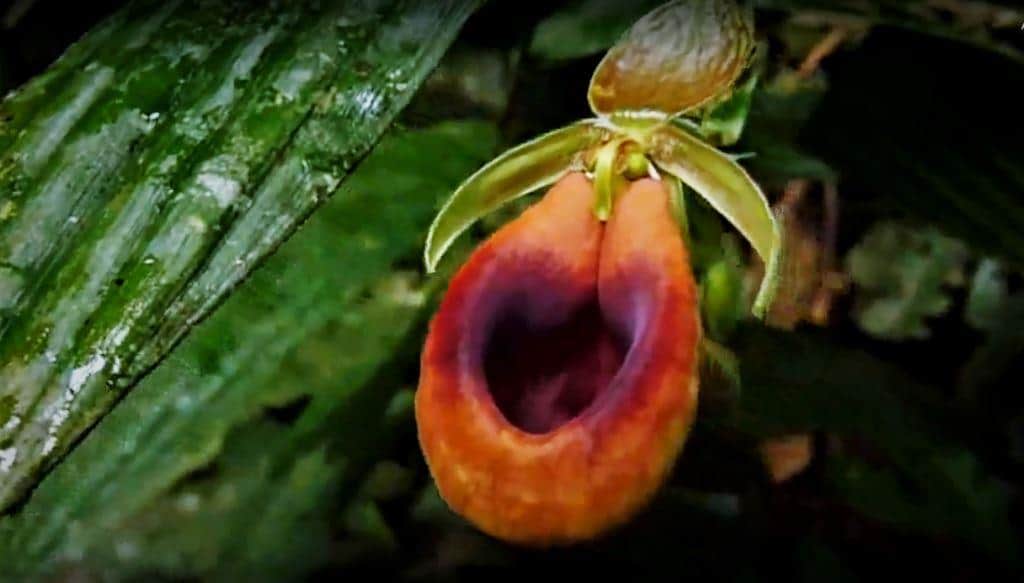 The Orchids of the Amazon Rainforest in Ecuador