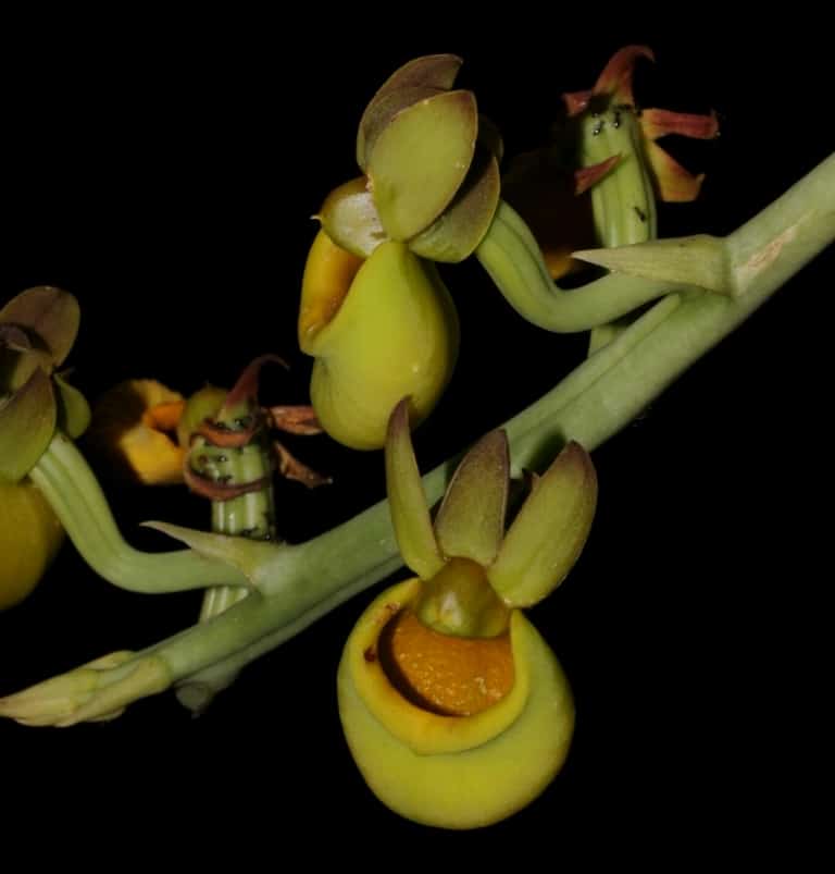 The Orchids of the Amazon Rainforest. Ecuador Orchid Tour