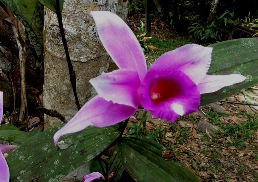 The Orchids of the Amazon Rainforest in Ecuador
