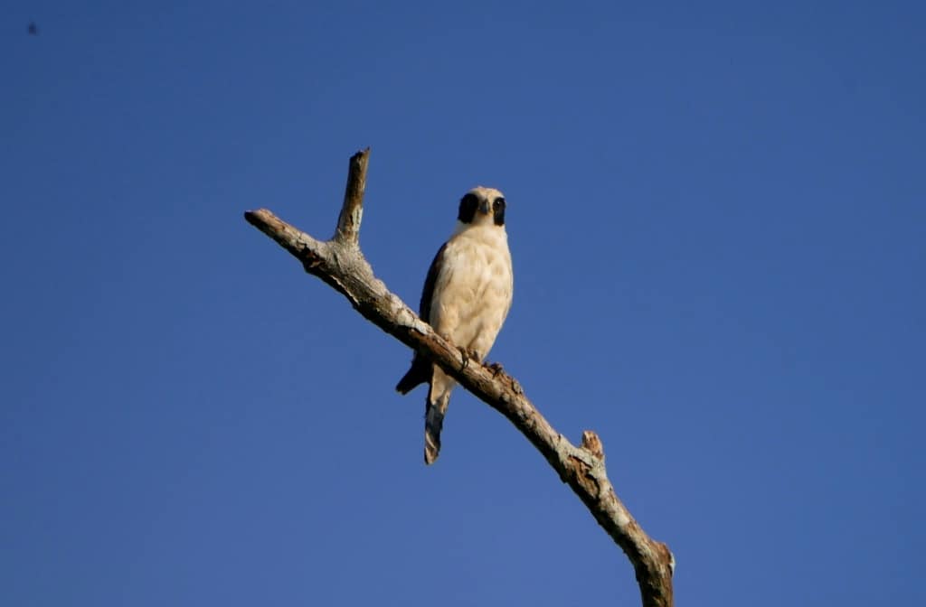 Laughing Falcon 
