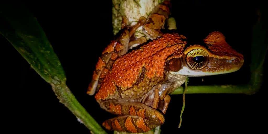 Bromeliad Tree Frog - Herping