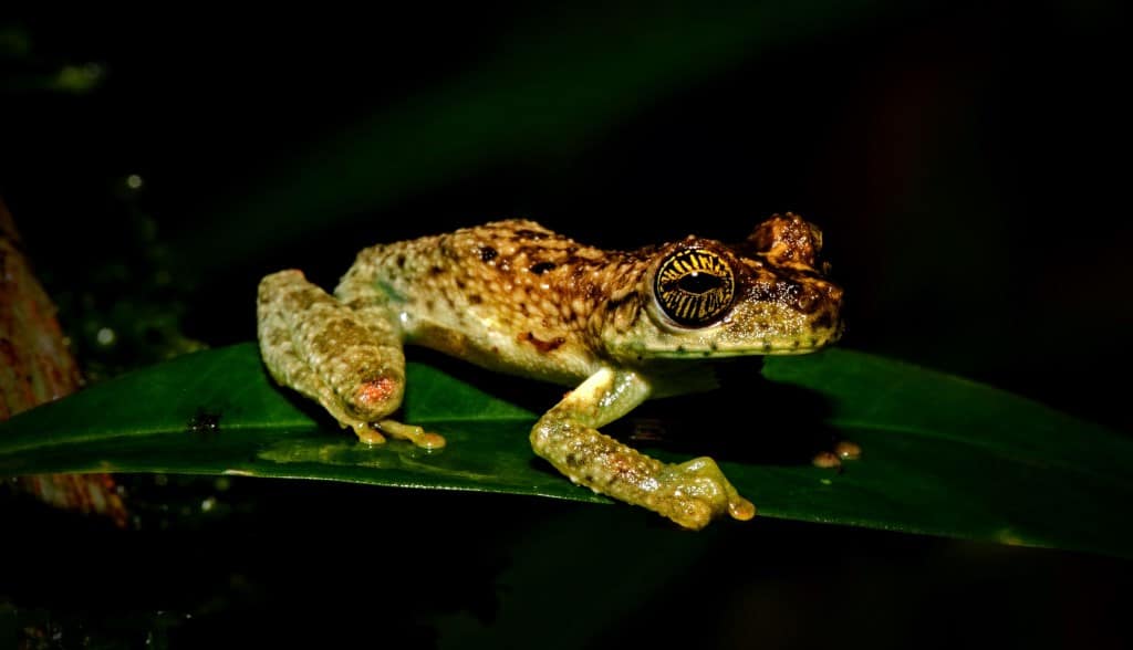 Frogs of the Amazon Rainforest in Ecuador