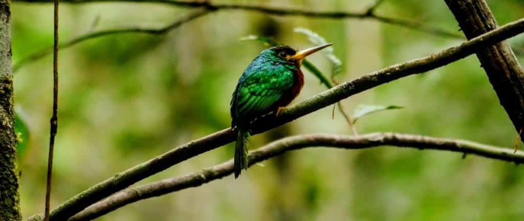 10 Amazing Facts About the Amazon Rainforest in Ecuador