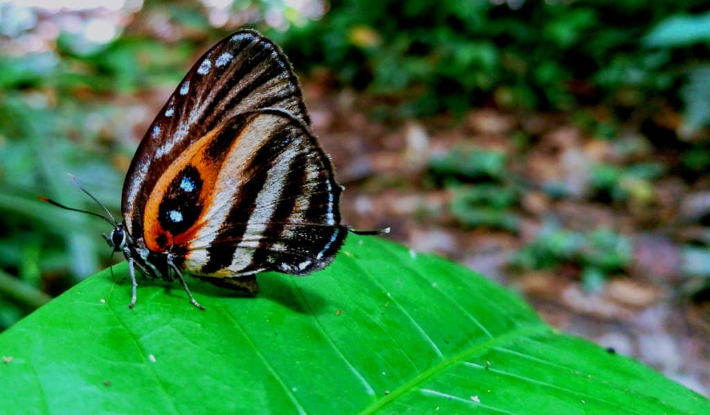 The Butterflies of the Amazon Rainforest in Ecuador
