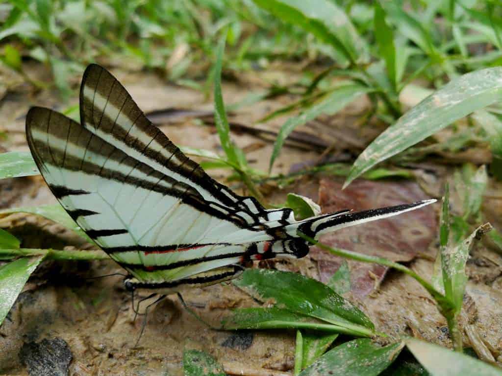 The Butterflies of the Amazon Rainforest in Ecuador