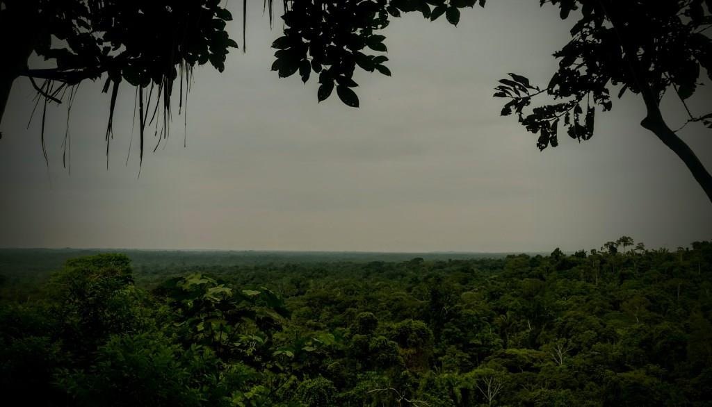 Common Trees of the Amazon Rainforest