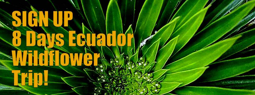 Sign Up 8 Days Ecuador Wildflower Excursion