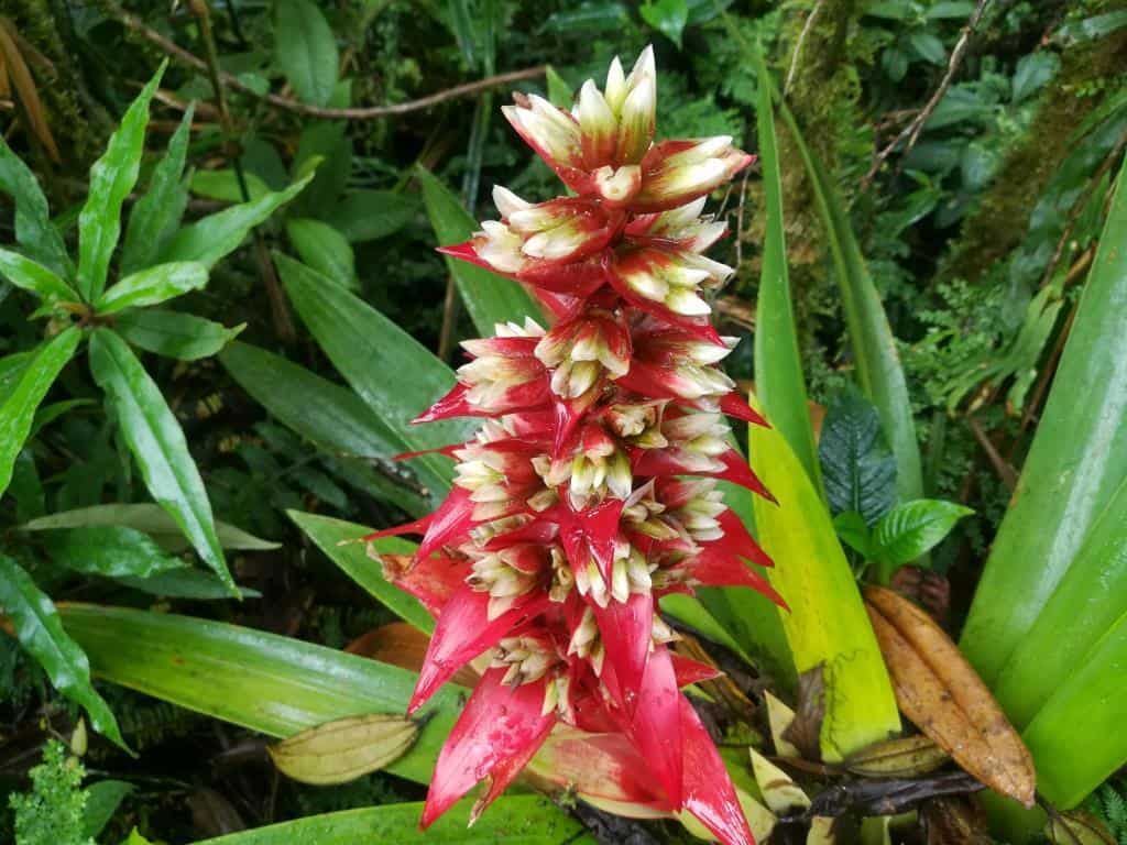 Ecuador Wildflowers Tours specialized in Bromeliads