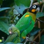 The Birds Living in the Amazon Rainforest