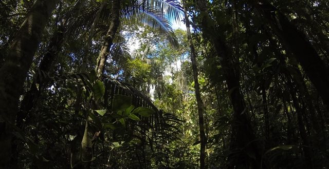 The Amazon Rainforest in Ecuador