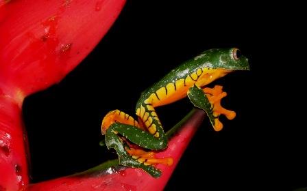 The Yasuni Amphibians and Reptiles in Ecuador