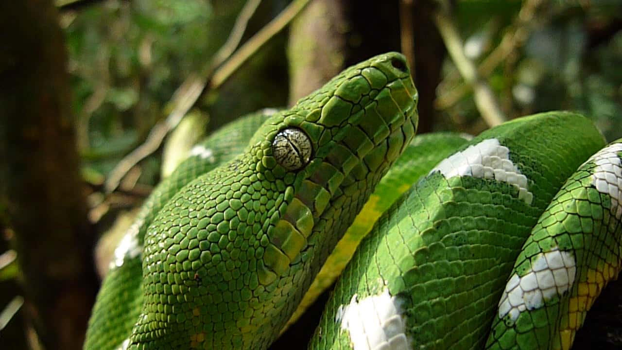 12 Rubber RAINFOREST Snakes/14" Rain Forest Snake Figures/PARTY Favors/NATURE 