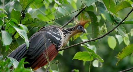 Animals of the Rainforest in Ecuador