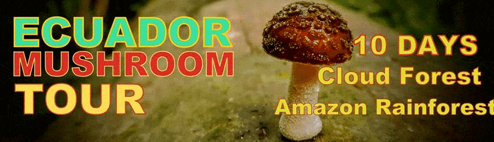 Ecuador Mushrooms and Fungi Trip