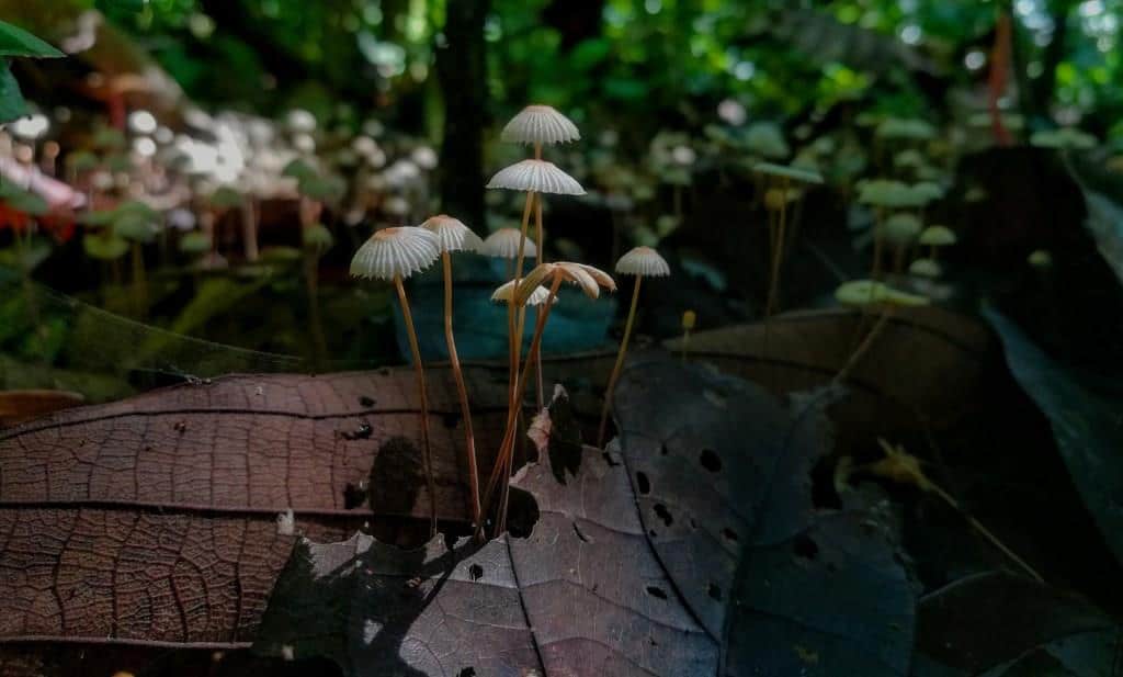 The Mushrooms and Fungi from the Amazon Rainforest in Ecuador