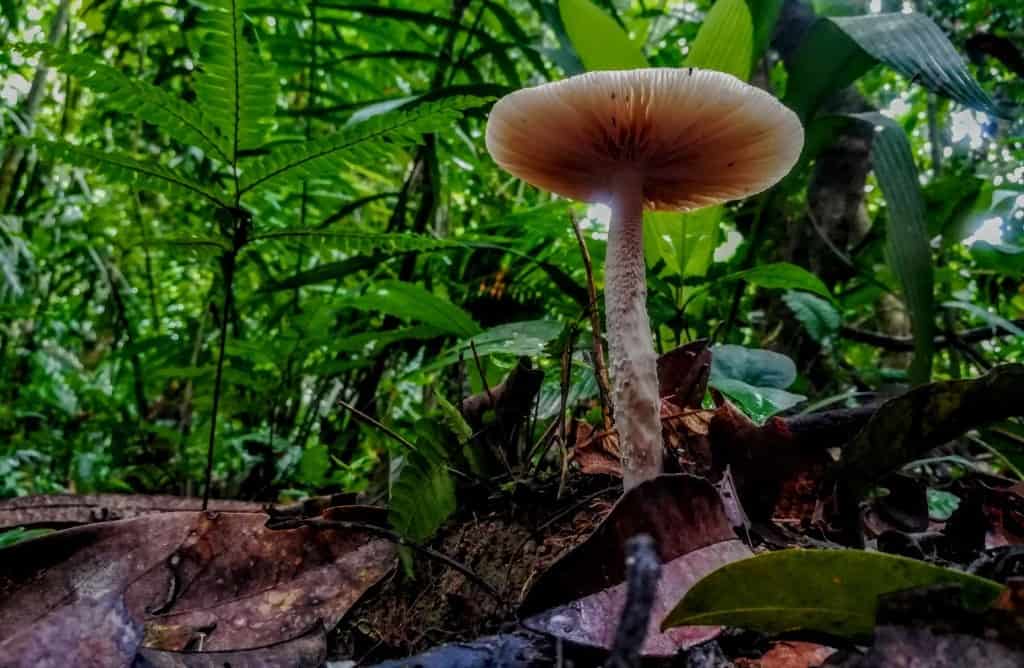 The Mushrooms and Fungi from the Amazon Rainforest in Ecuador