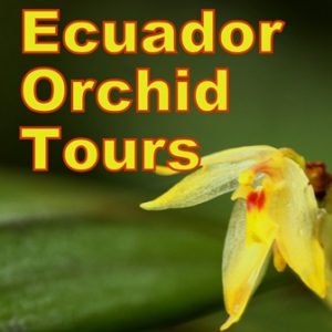 Ecuador Orchid Tours