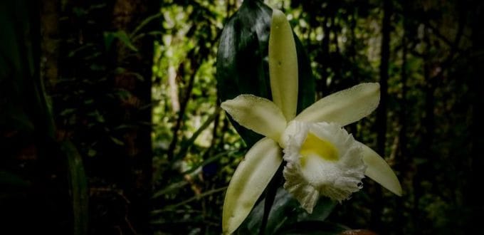 Learn more about the Orchids of Ecuador