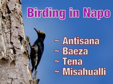 Birding in Napo Province in Ecuador