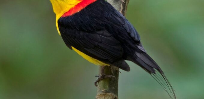 Wire-tailed Manakin - Birdwatching in the Amazon Rainforest in Ecuador.